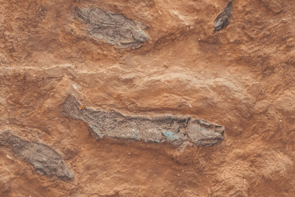 ภูน้ำจั้น-49 ภูน้ำจั้น-49