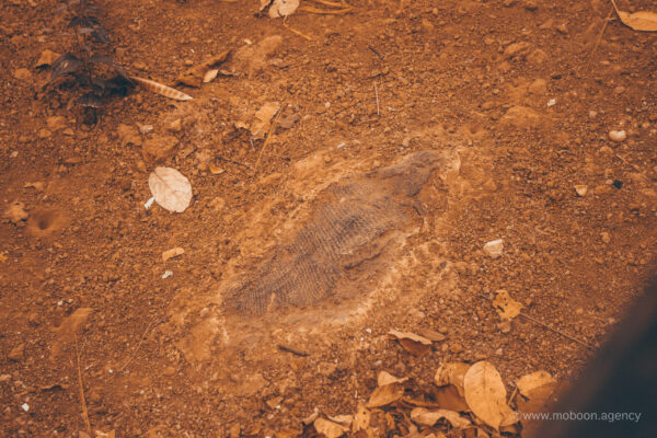 ภูน้ำจั้น-51 ภูน้ำจั้น-51